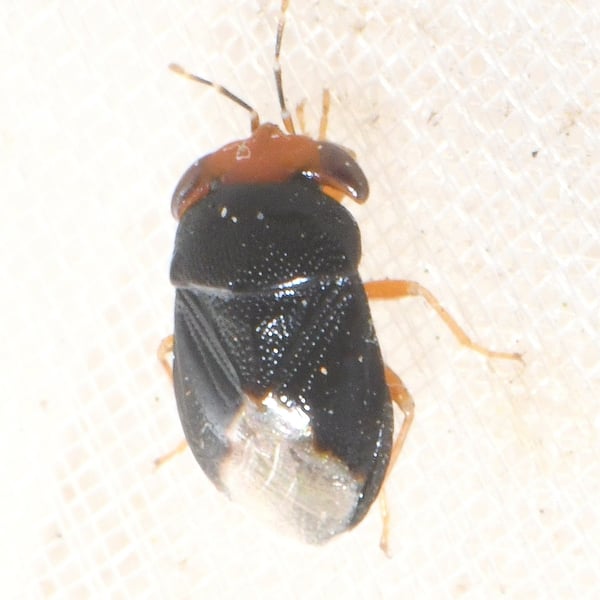 Geocoridae