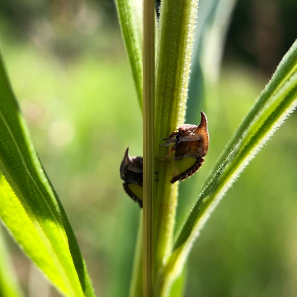 Membracidae