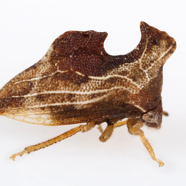 Entylia carinata