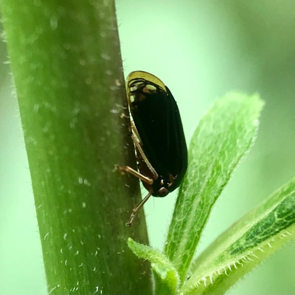 Acutalis tartarea