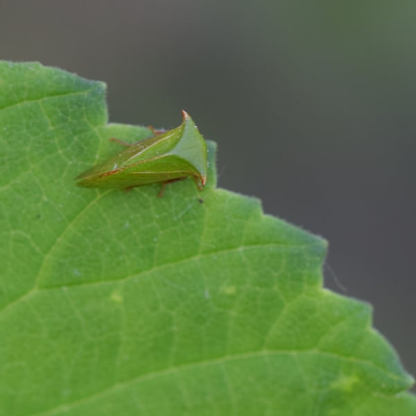 Stictocephala