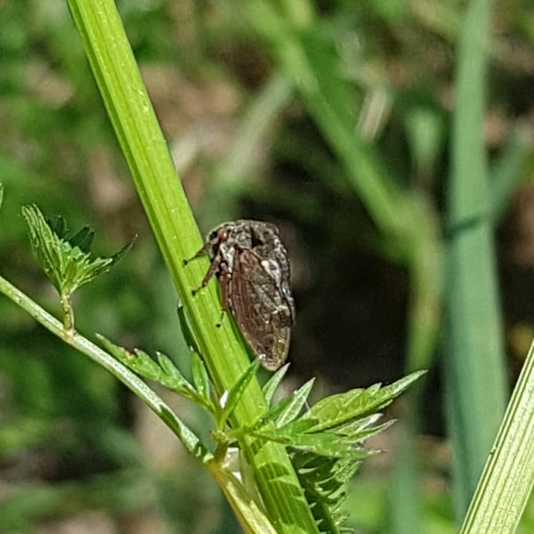 Centrotus cornutus