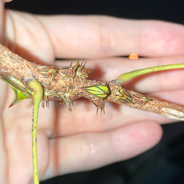 Umbonia crassicornis