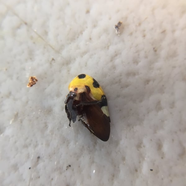 Membracis