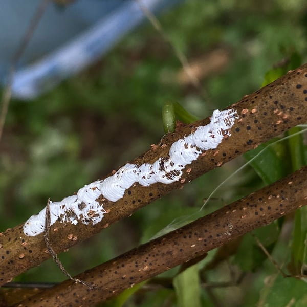 Enchenopa binotata
