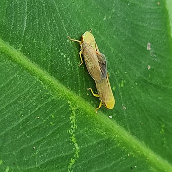 Cicadellidae