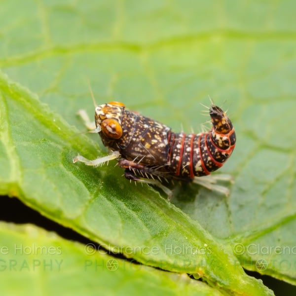 Orientus ishidae