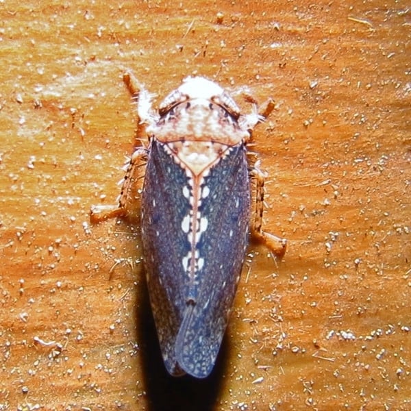 Excultanus excultus