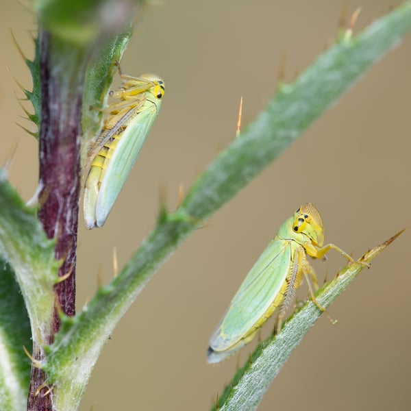 Cicadella viridis