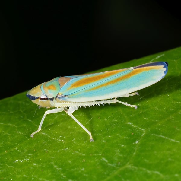 Graphocephala fennahi