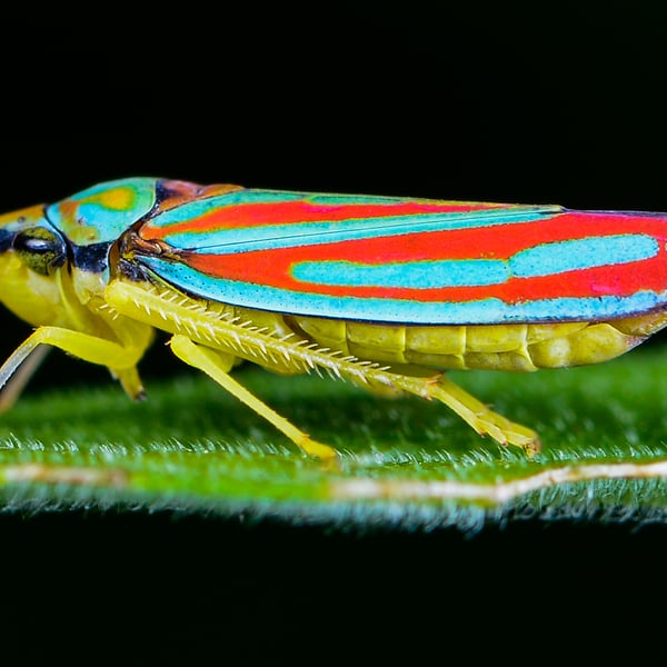 Graphocephala coccinea