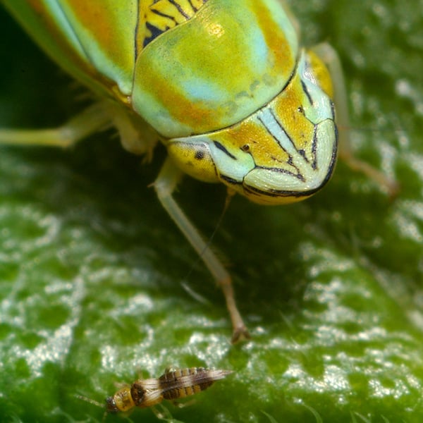 Graphocephala versuta