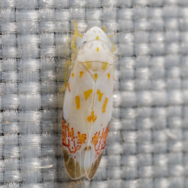 Eratoneura