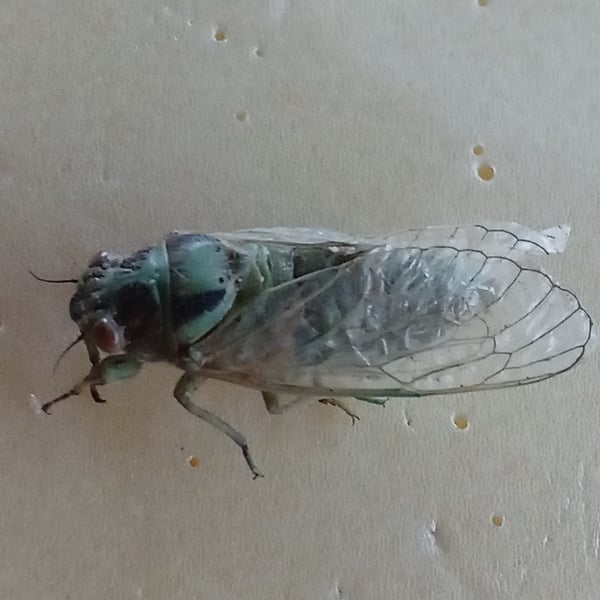 Cicadidae