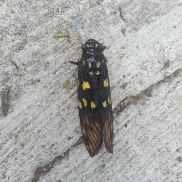 Gaeana maculata