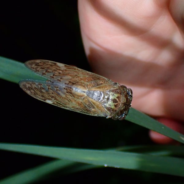Platypleura