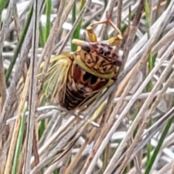 Diceroprocta