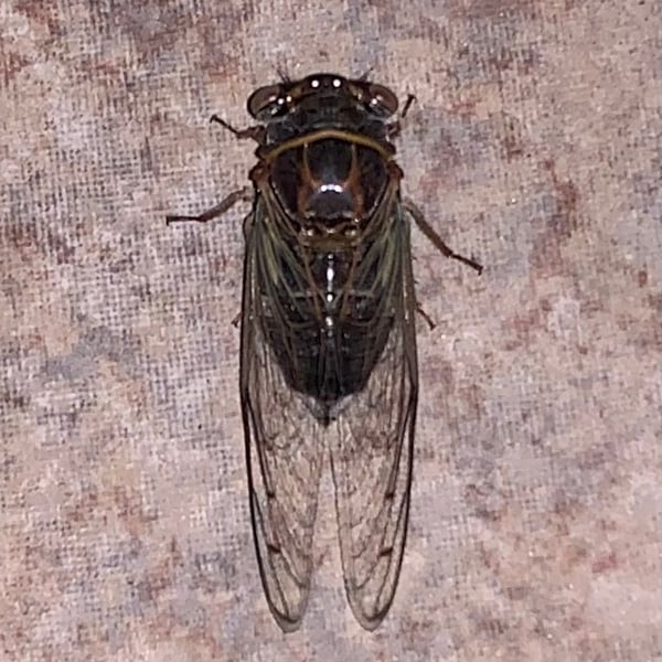 Diceroprocta apache