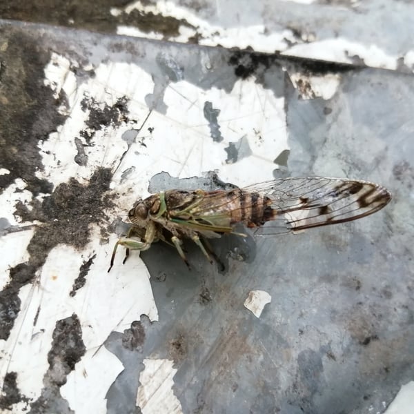 Quesada gigas