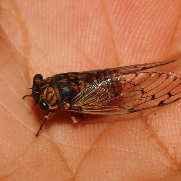 Pacarina puella