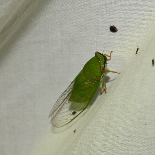 Chremistica ochracea