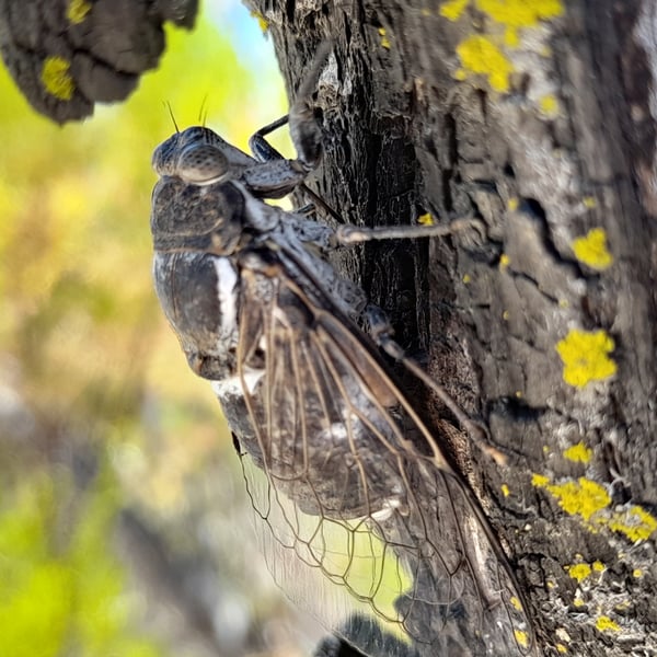 Cacama valvata