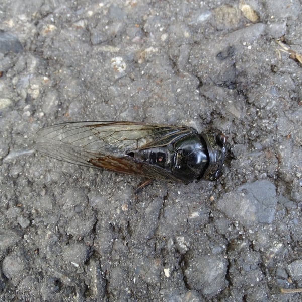 Cryptotympana atrata