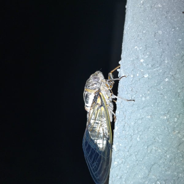 Lyristes plebejus