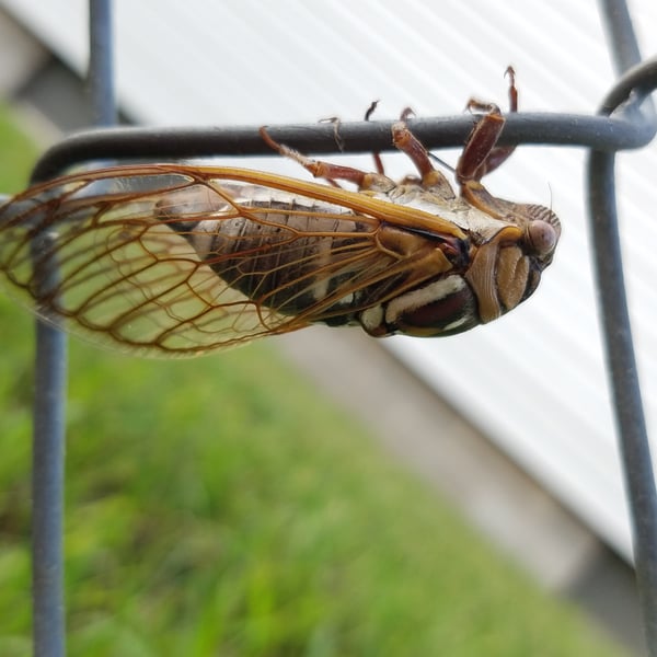 Megatibicen dorsatus