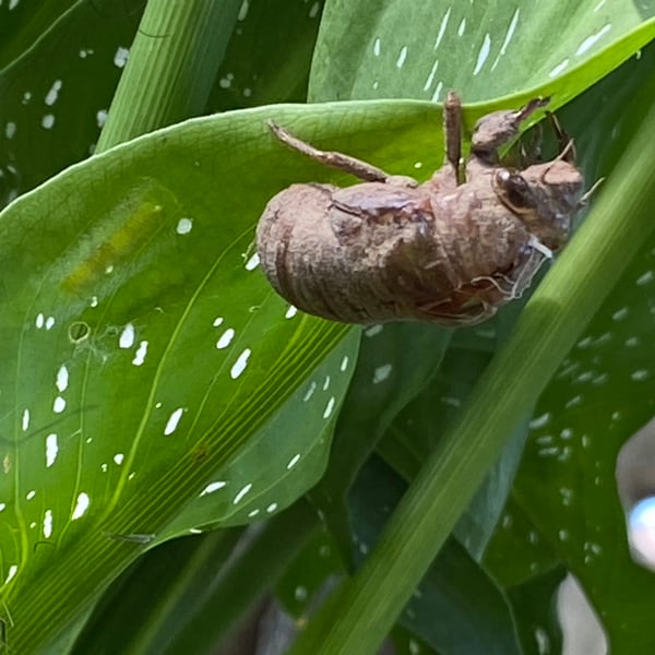 Megatibicen pronotalis
