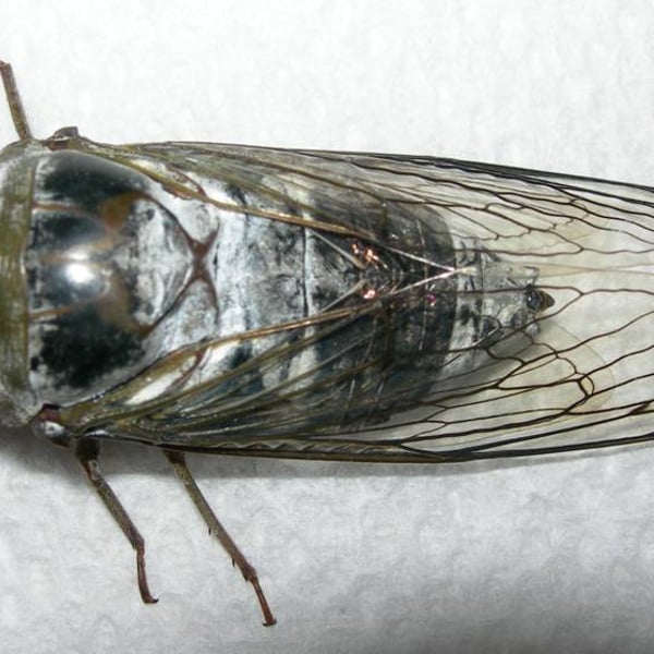 Megatibicen auletes
