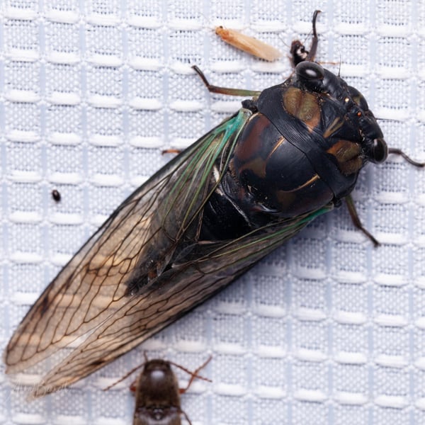 Neotibicen
