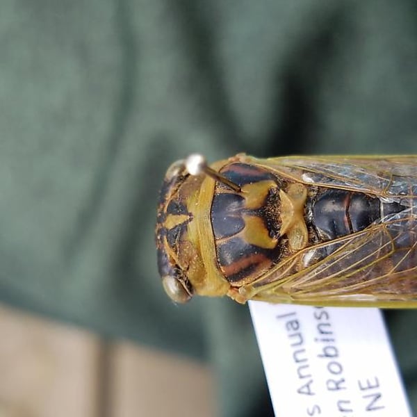 Neotibicen auriferus