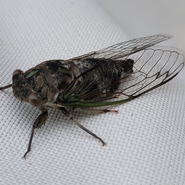 Neotibicen canicularis