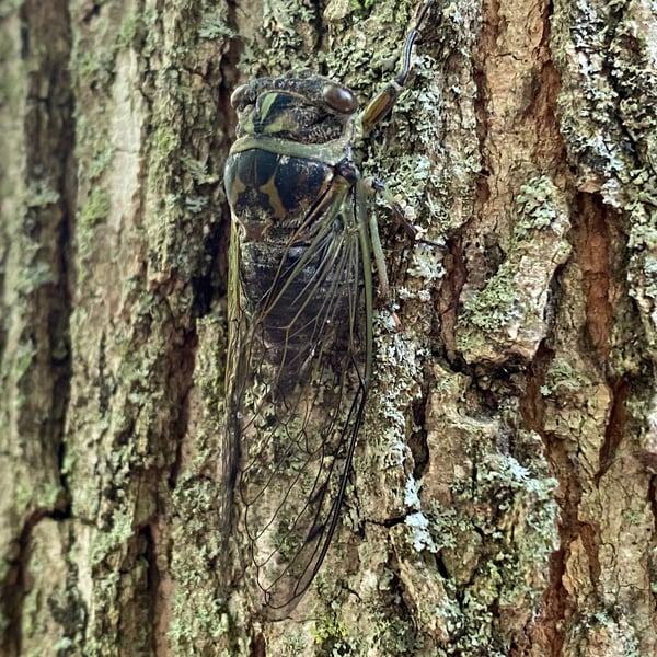 Neotibicen linnei