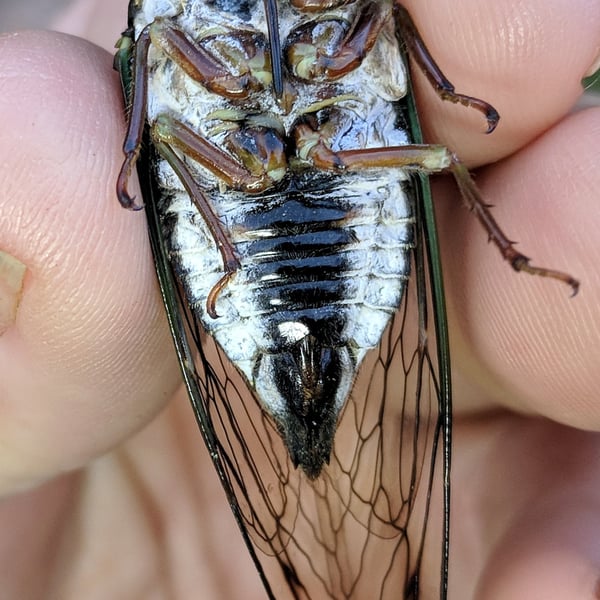 Neotibicen lyricen