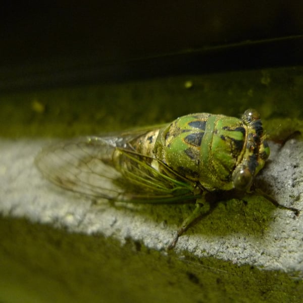 Neotibicen pruinosus