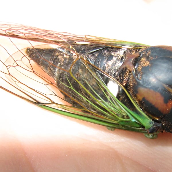 Neotibicen tibicen