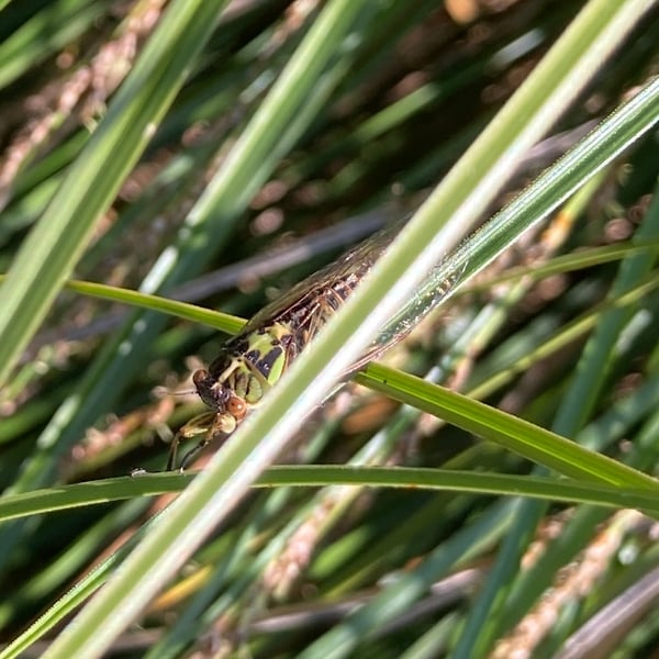 Insects Id: Kikihi Cicadas (Kikihia)