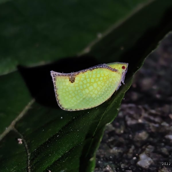 Flatidae