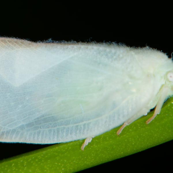 Ormenoides venusta
