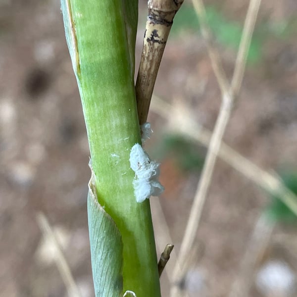 Flatormenis proxima
