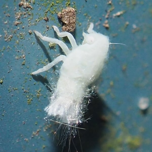 Metcalfa pruinosa