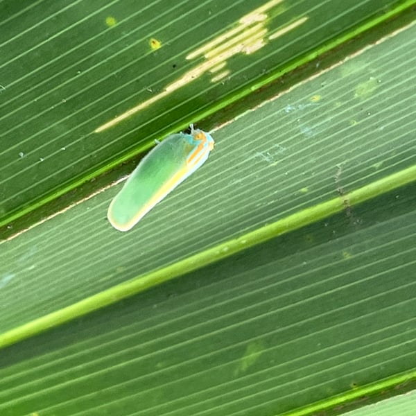 Ormenaria rufifascia