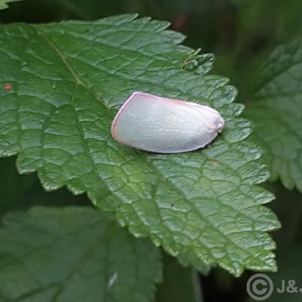 Geisha distinctissima
