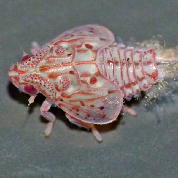 Siphanta acuta