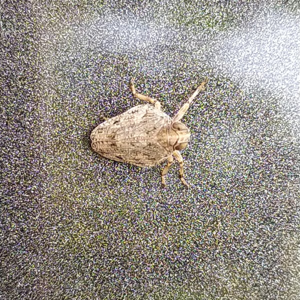 Insects Id: Issus (Issus)