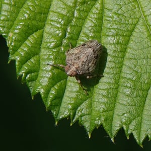 Insects Id: Issus (Issus)