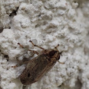 Insects Id: Issus (Issus)