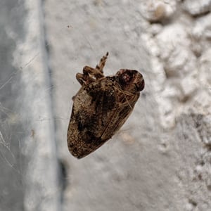 Insects Id: Issus (Issus)